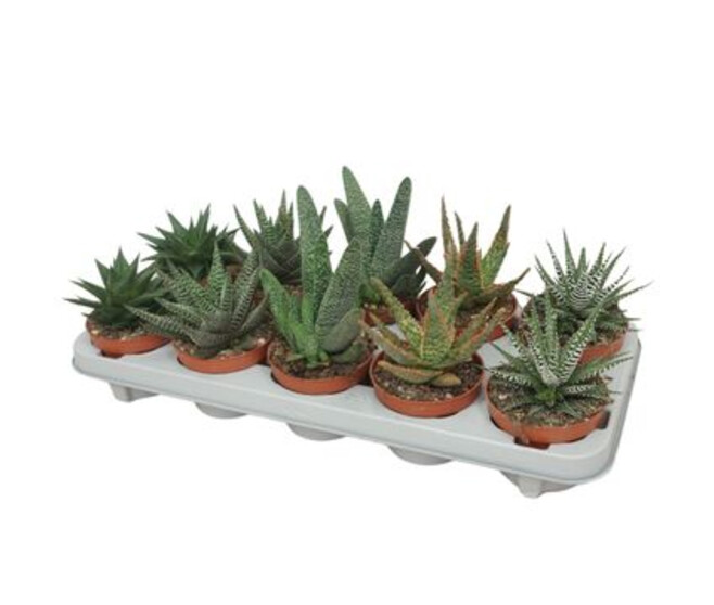 ALOE VARIE