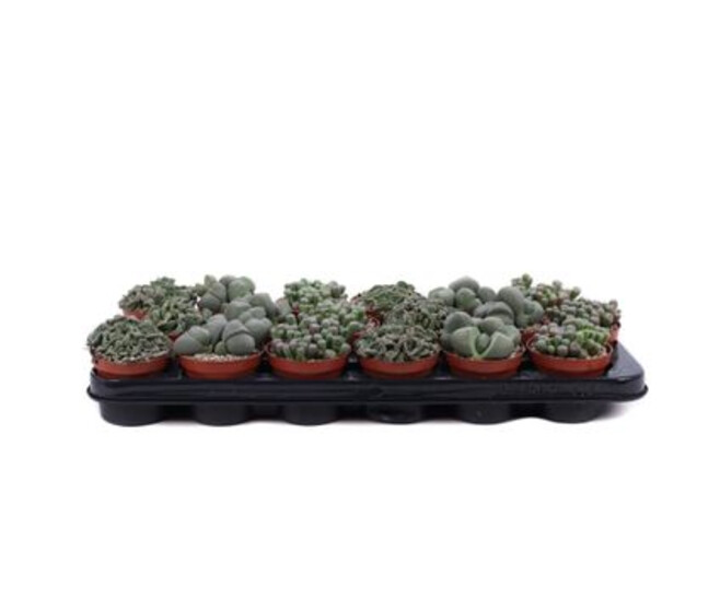 CACTUS LITHOPS VARIES