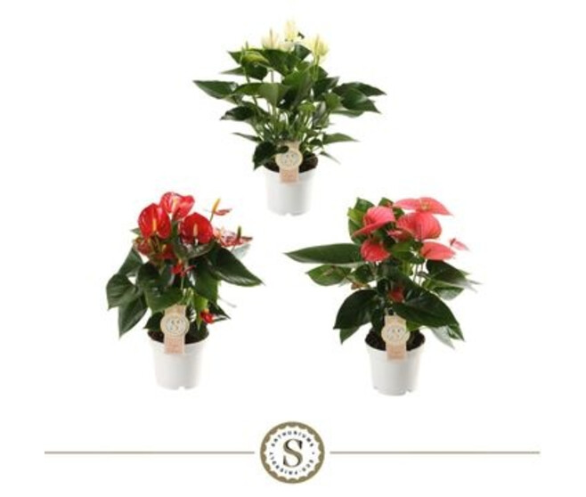 ANTHURIUM ANDREANUM CHAMPION VARIE