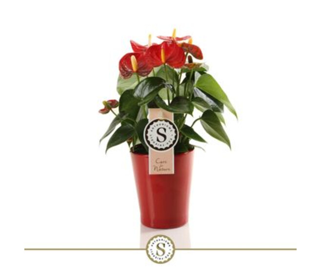 ANTHURIUM ANDREANUM ROYAL CHAMPION CERAM
