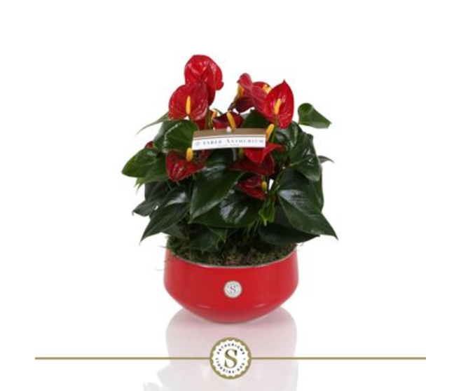 ANTHURIUM ANDREANUM ROYAL CHAMPION CERAM