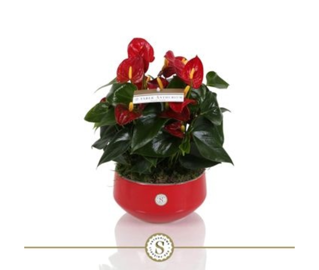 ANTHURIUM ANDREANUM ROYAL CHAMPION CERAM