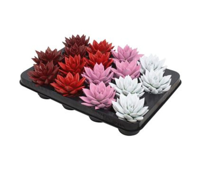 ECHEVERIA TEINTE