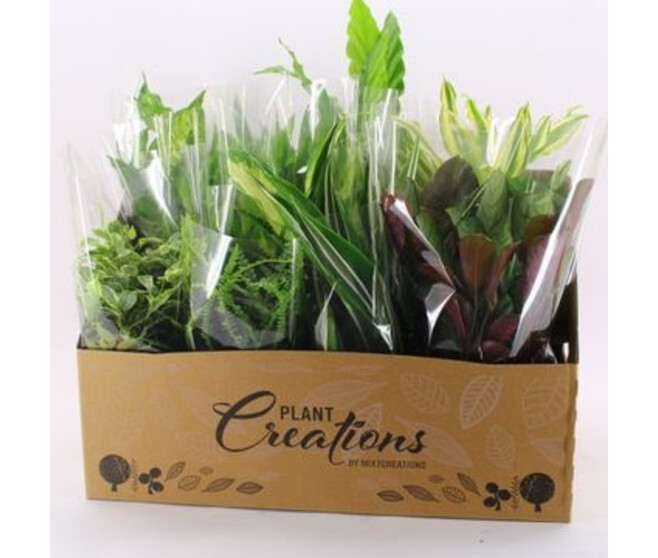 PLANTES VERTES VARIEES CARTON