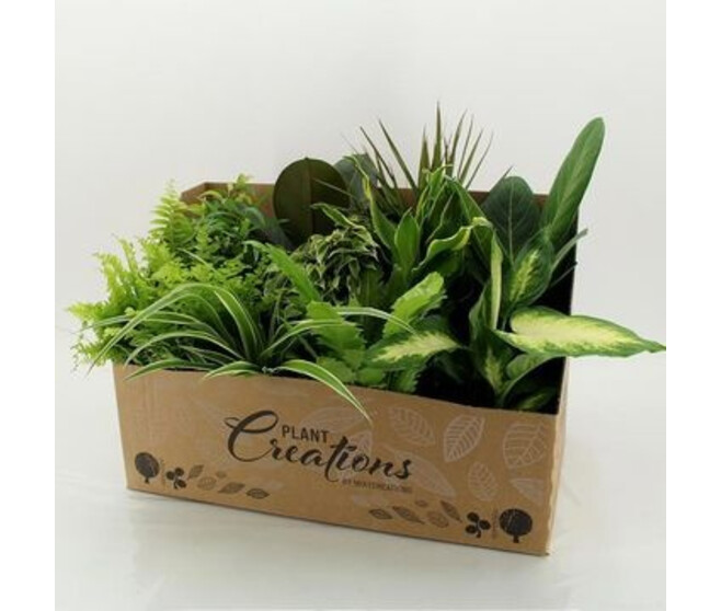 PLANTES VERTES VARIEES CARTON