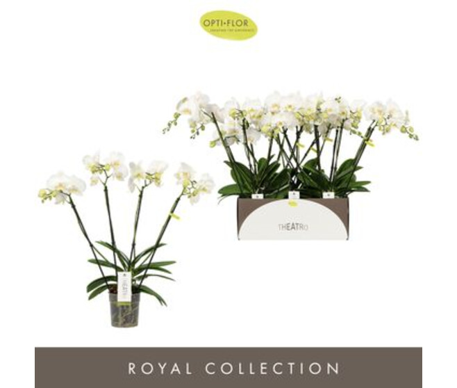 PHALAENOPSIS 4BR BLANC THEATRO