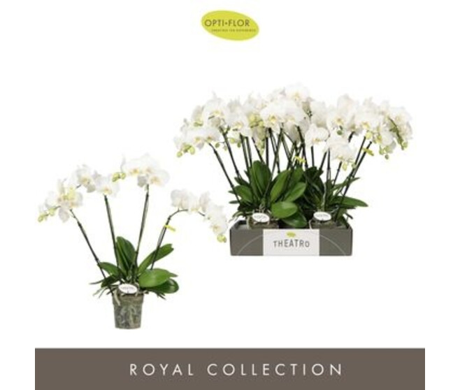 PHALAENOPSIS 4BR BLANC THEATRO