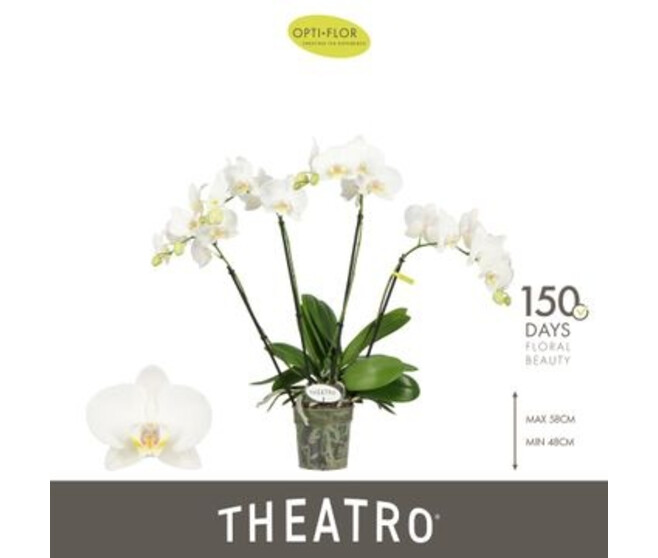 PHALAENOPSIS 4BR BLANC THEATRO