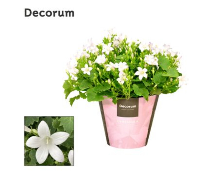 CAMPANULE PORTO ICE WHITE DECORUM