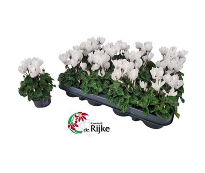 CYCLAMEN VERANO BLANC