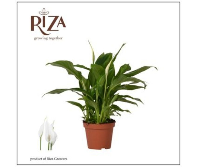 SPATHIPHYLLUM CHOPIN