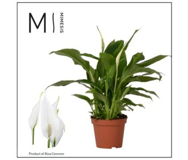 SPATHIPHYLLUM CHOPIN