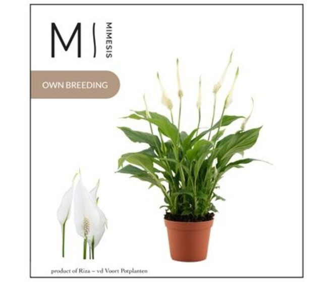 SPATHIPHYLLUM CHOPIN