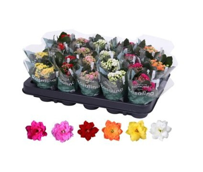 KALANCHOE FL DBLE