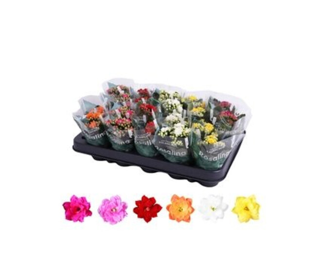 KALANCHOE FL DBLE