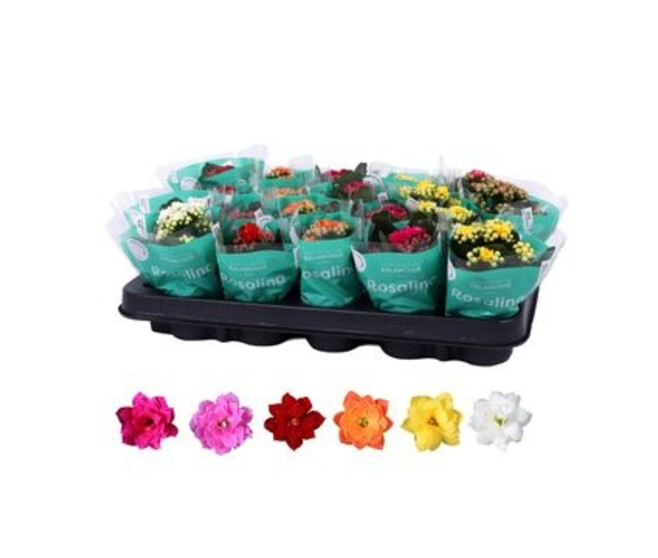 KALANCHOE FL DBLE