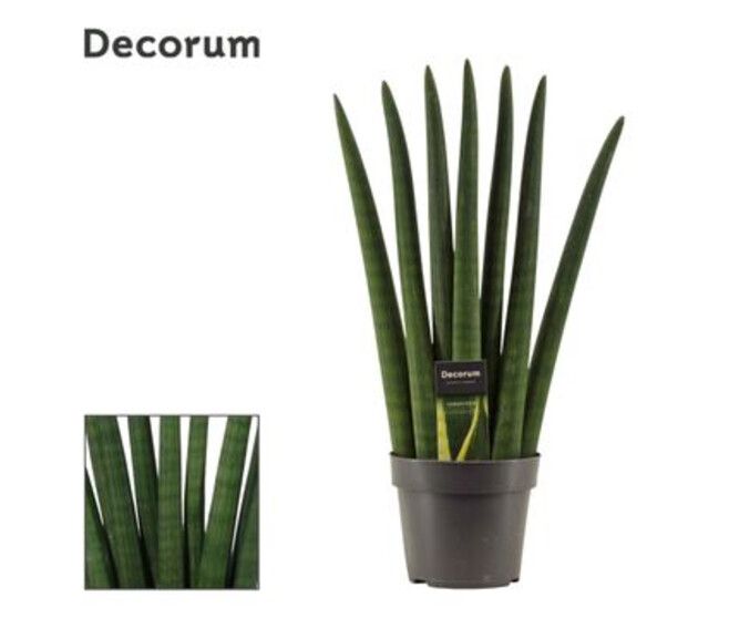 SANSEVIERIA CYLINDRICA