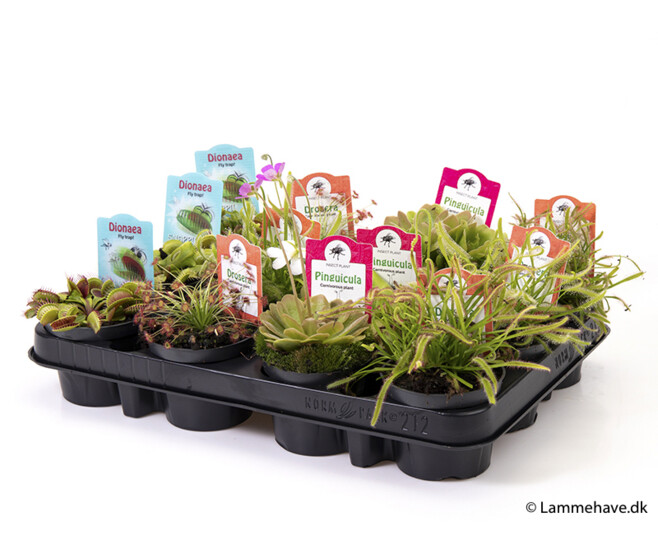 PLANTES CARNIVORES