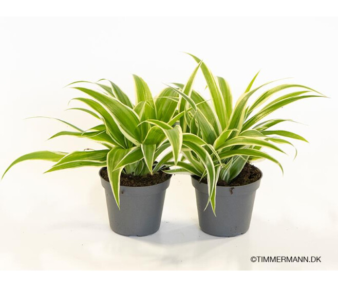 CHLOROPHYTUM LAXUM