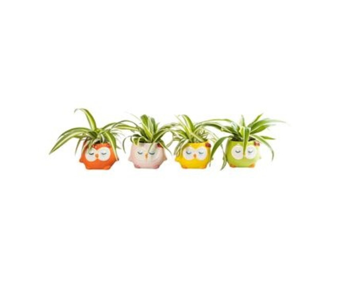 CHLOROPHYTUM LAXUM