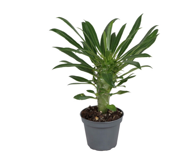 PACHYPODIUM LAMEREI