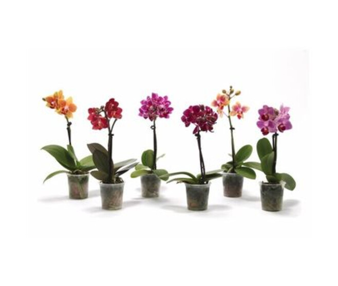 PHALAENOPSIS 1BR VARIE