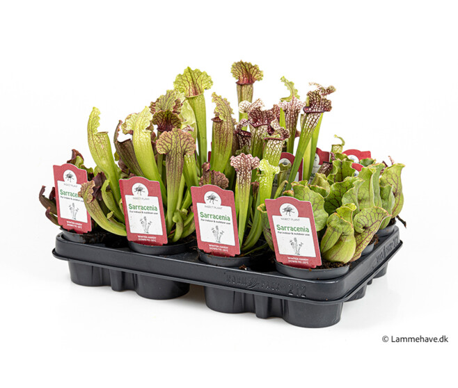 SARRACENIA VARIE