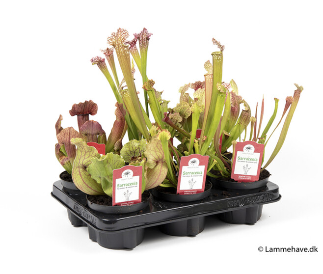 SARRACENIA VARIE
