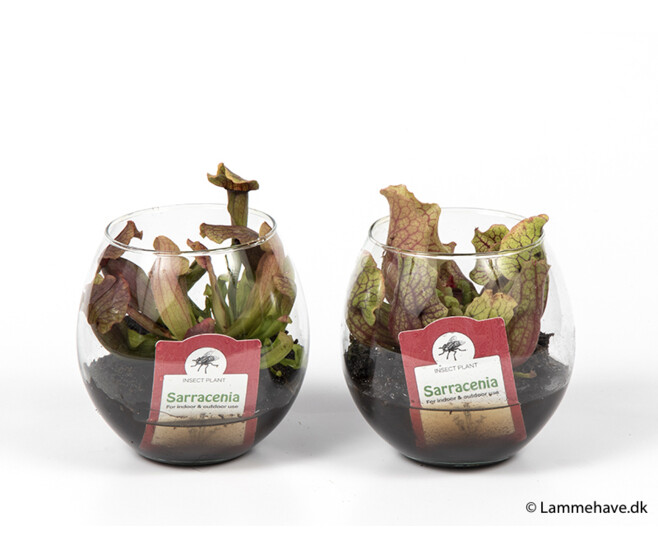 SARRACENIA PURPUREA BOCAL VERRE