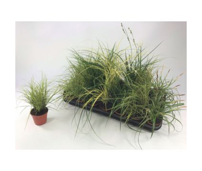 CAREX VARIES