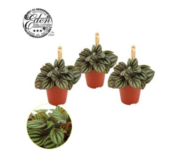 PEPEROMIA PICCOLO BANDA