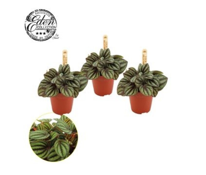 PEPEROMIA PICCOLO BANDA