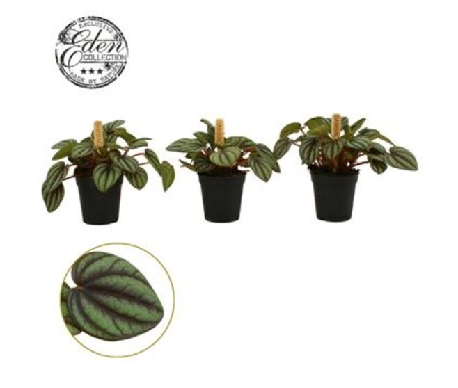 PEPEROMIA PICCOLO BANDA