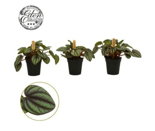 PEPEROMIA PICCOLO BANDA