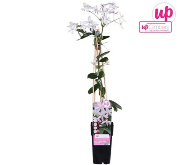 CLEMATITE APPLE BLOSSOM PYRAM
