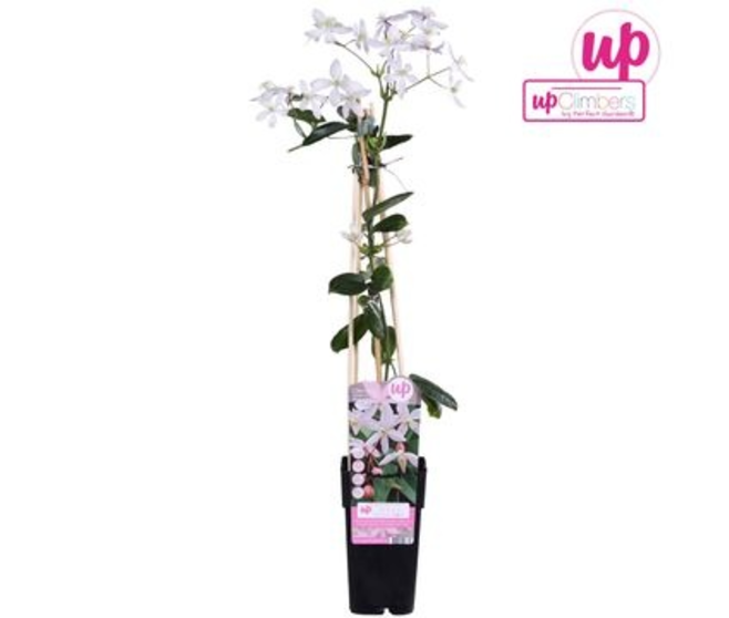 CLEMATITE APPLE BLOSSOM PYRAM