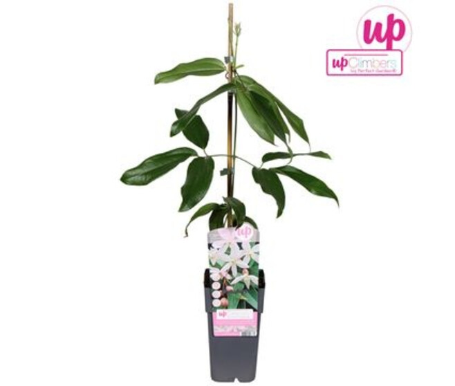 CLEMATITE APPLE BLOSSOM PYRAM