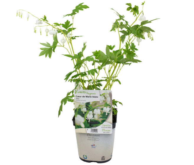 DICENTRA SPECTABILIS ALBA