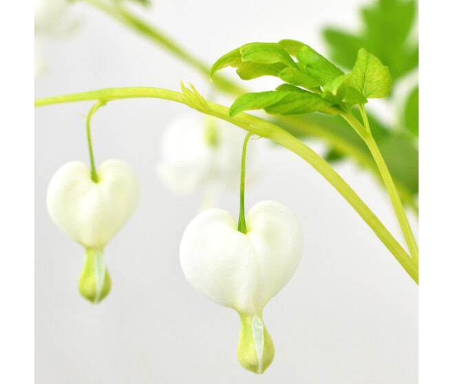 DICENTRA SPECTABILIS ALBA