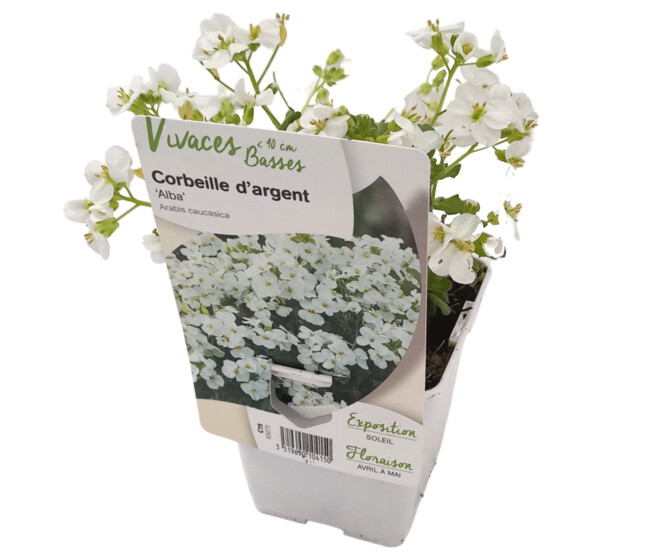 ARABIS CAUCASICA ALBA