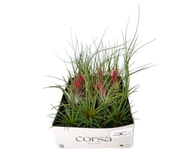 TILLANDSIA