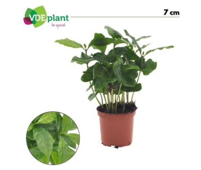 COFFEA ARABICA