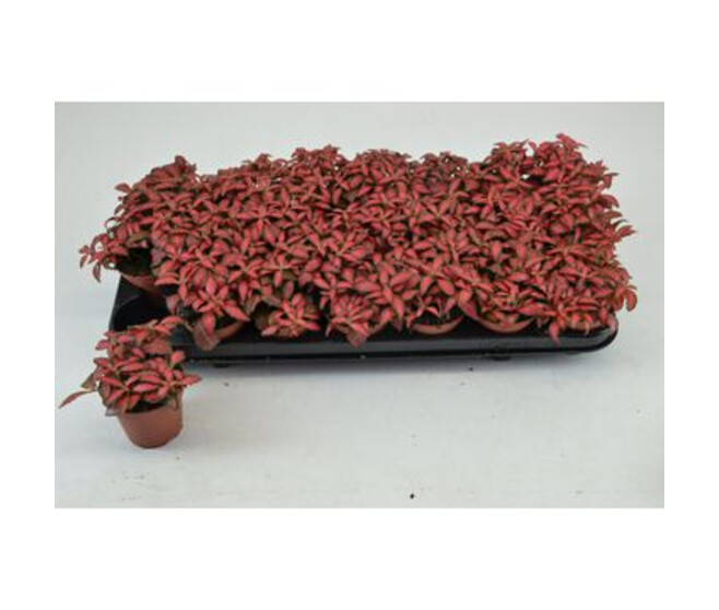 FITTONIA FOREST FLAME