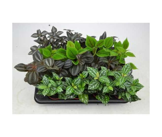 PILEA 3PP VARIE