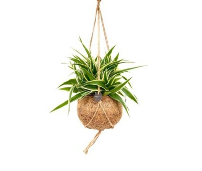 CHLOROPHYTUM OCEAN KOKODAMA