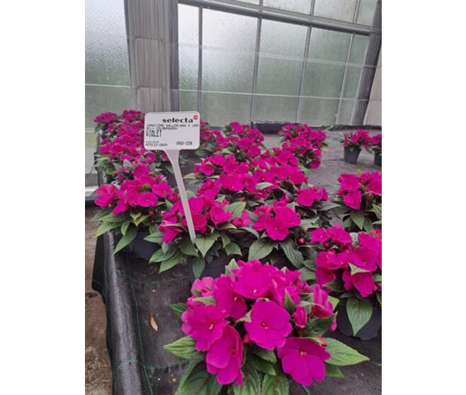 IMPATIENS GUINEE VIOLET