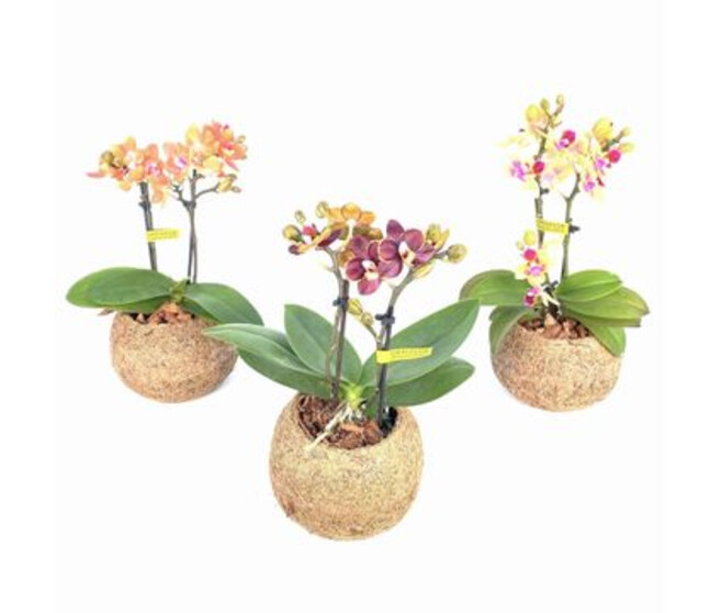 PHALAENOPSIS 2BR KOKODAMA