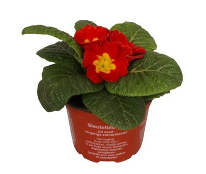 PRIMEVERE ACAULIS ROUGE