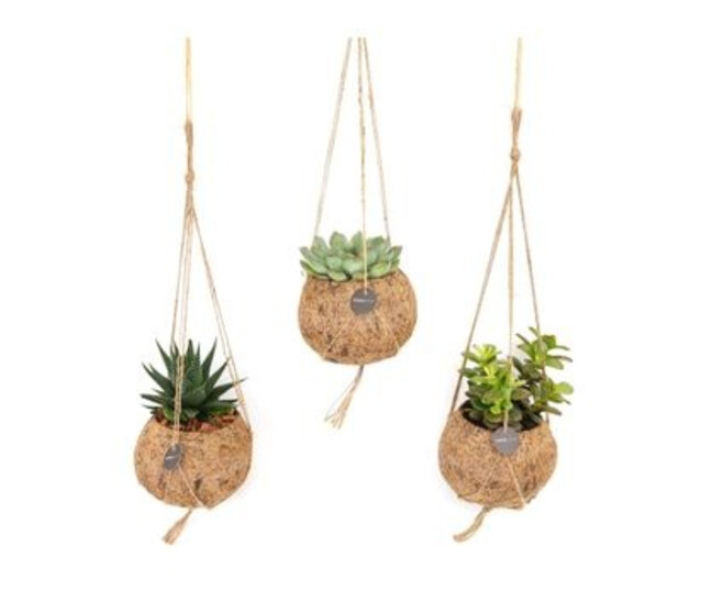 SUCCULENTE KOKODOMA