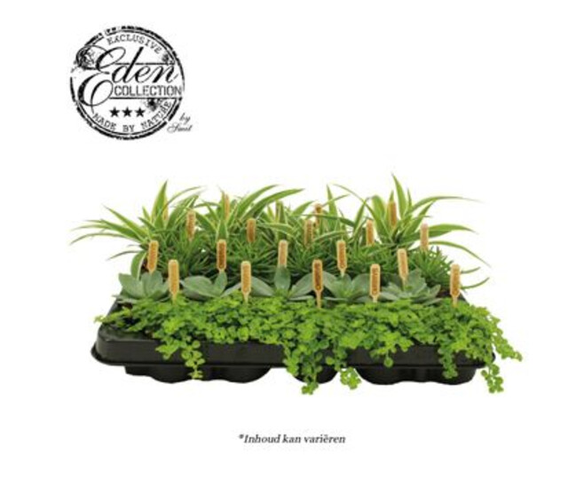 PLANTES VERTES VARIEES